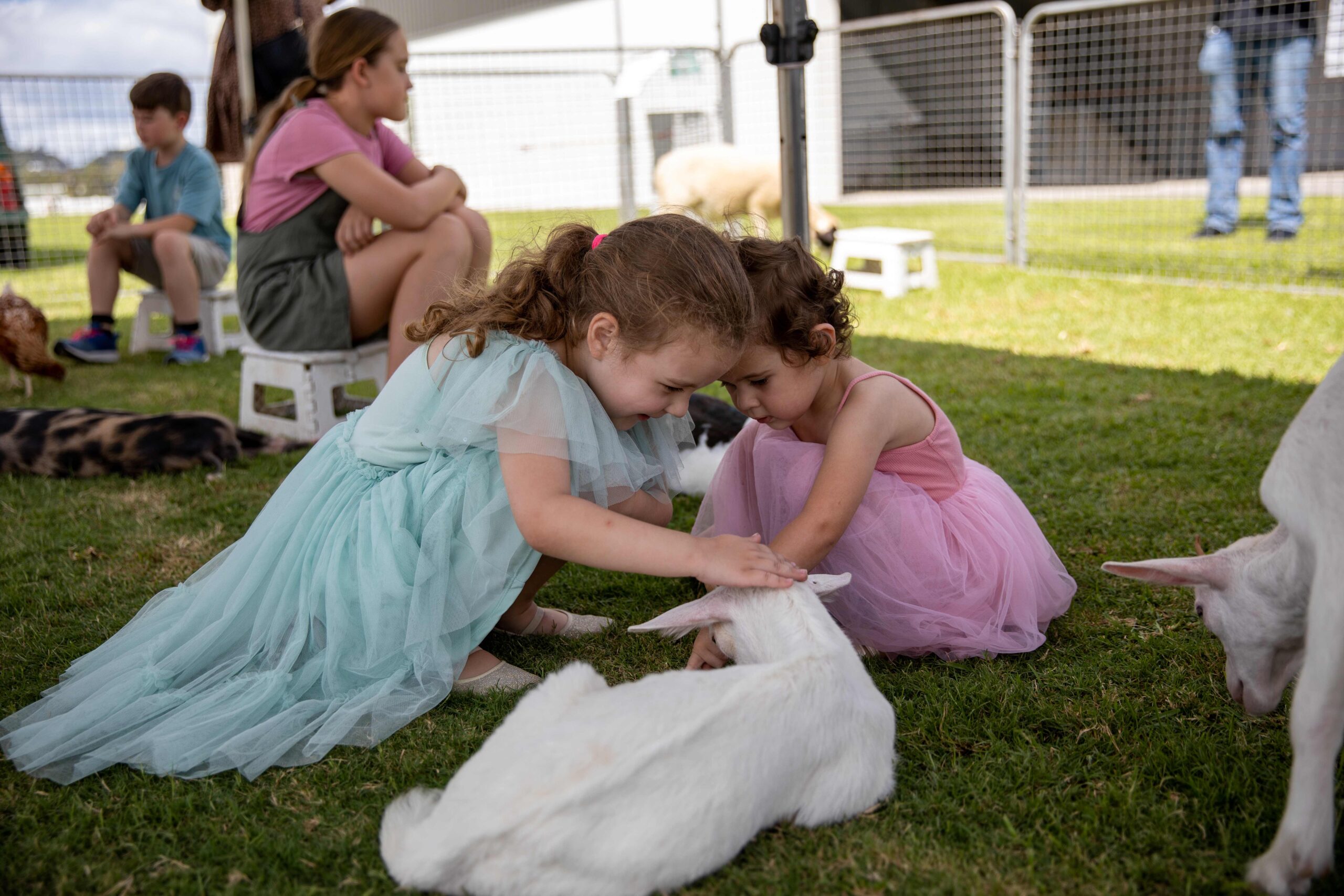 Animal farm at Easter Monday races