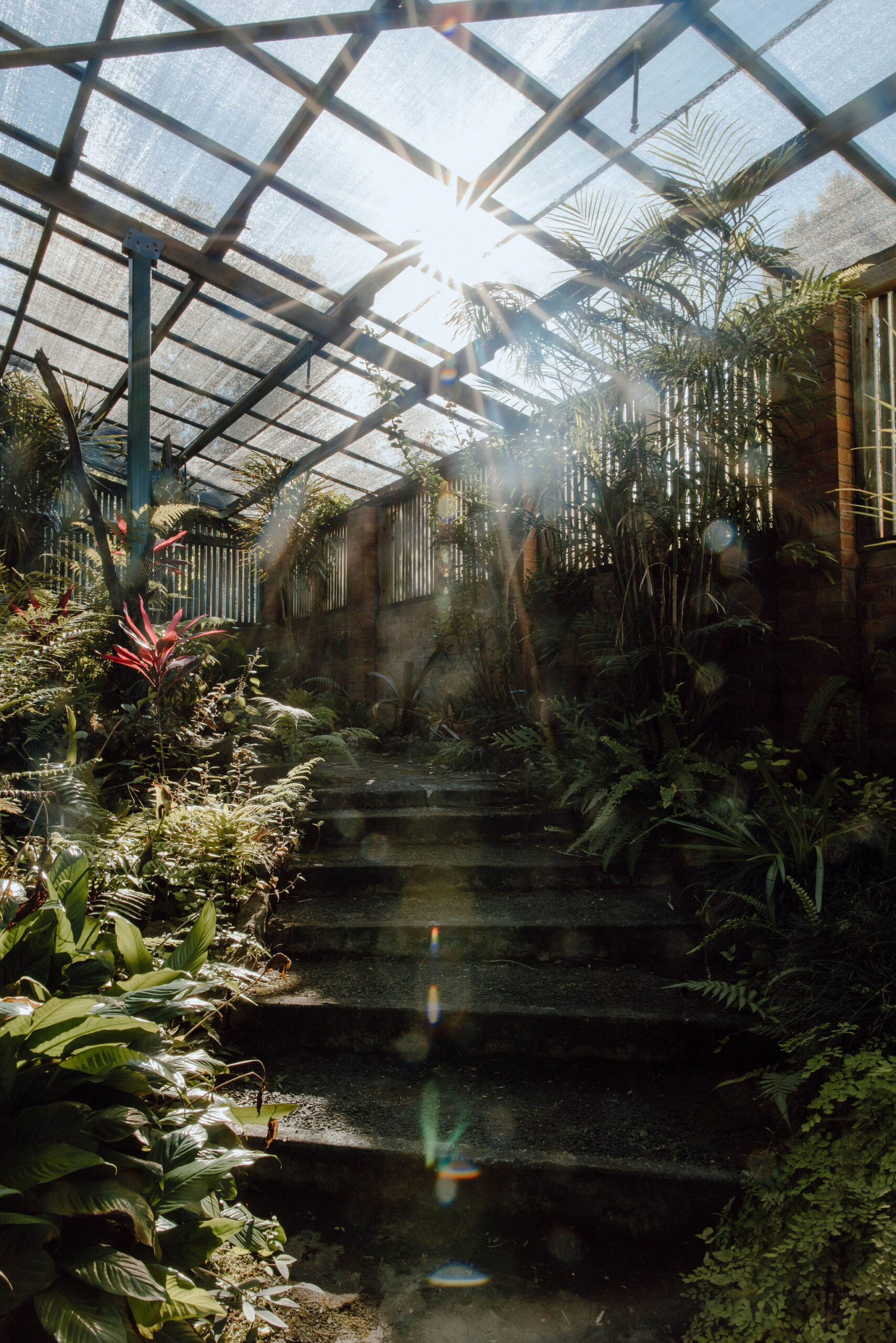 Inside the Queens Park glasshouse. PHOTO: Chrystal Rose Photography