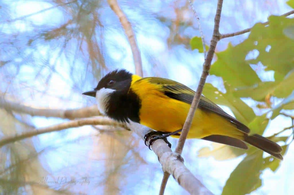 Ipswich birds Ipswich birds