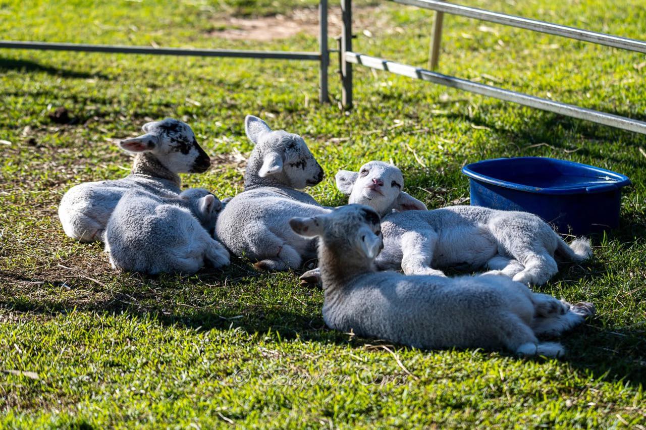Lambs at the Ewe Nique Hobby Farm Haigslea