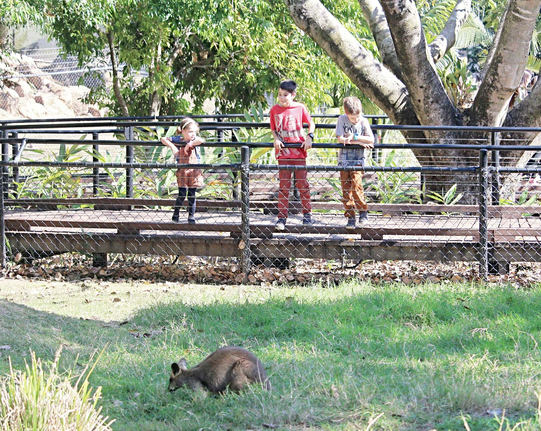 Ipswich Nature Centre. Photo: Brisbane Family Explorers