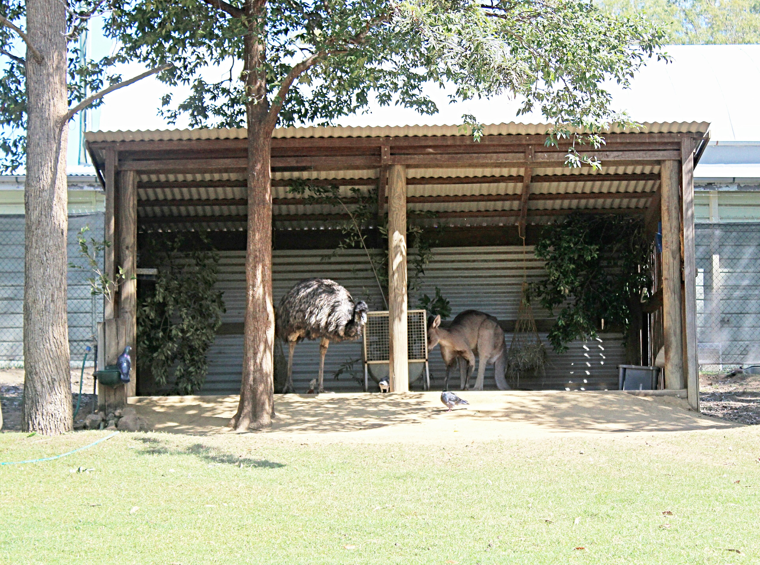 Ipswich Nature Centre. Photo: Brisbane Family Explorers Ipswich Nature Centre. Photo: Brisbane Family Explorers
