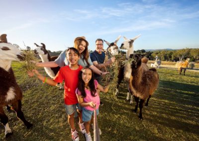 The Llama Farm | Ipswich