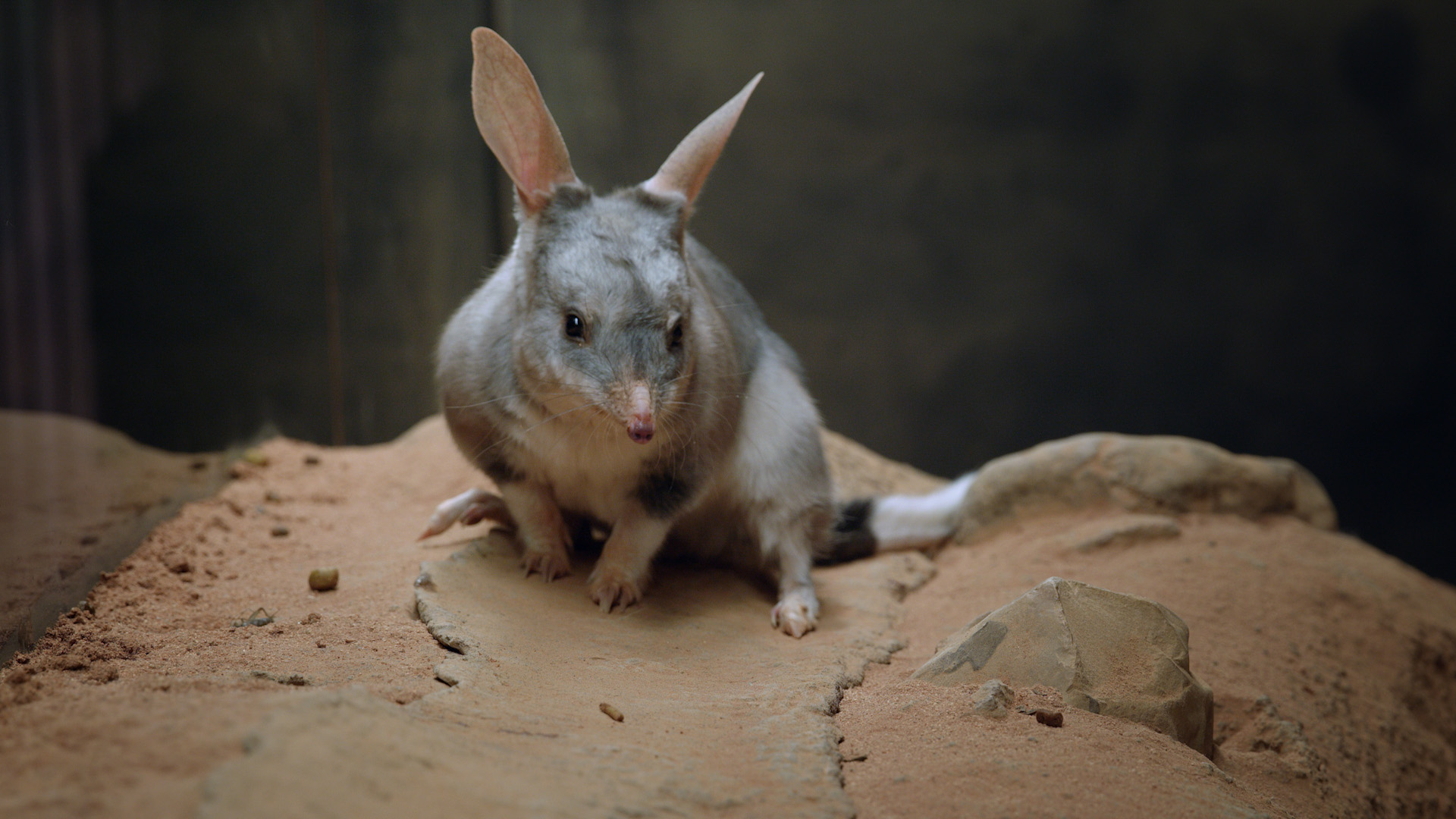 Bilby2