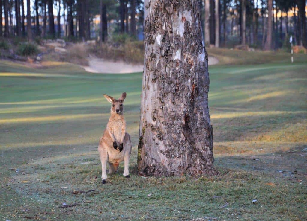 Brookwater roo