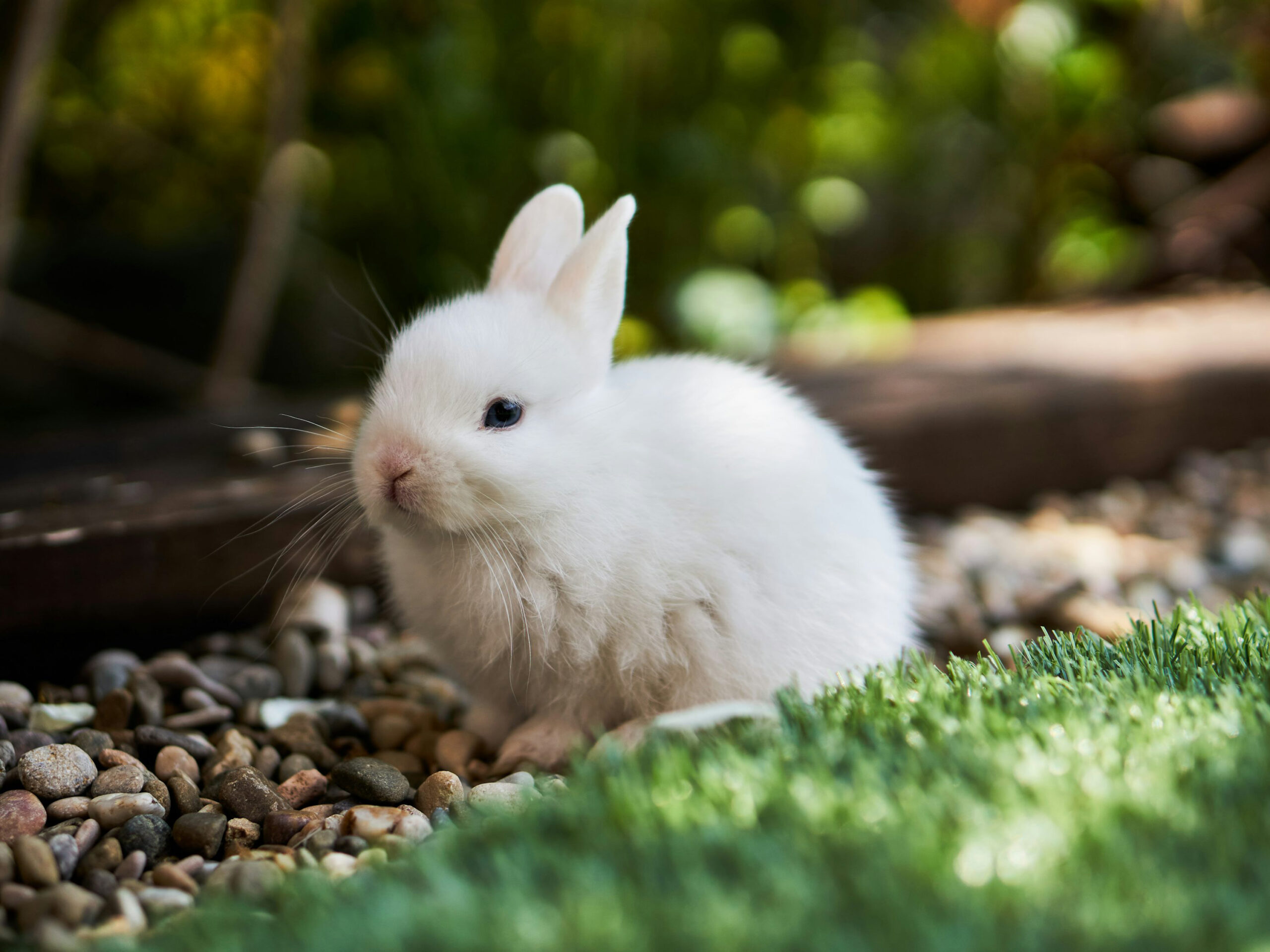 BunnyWood Grove BunnyWood Grove