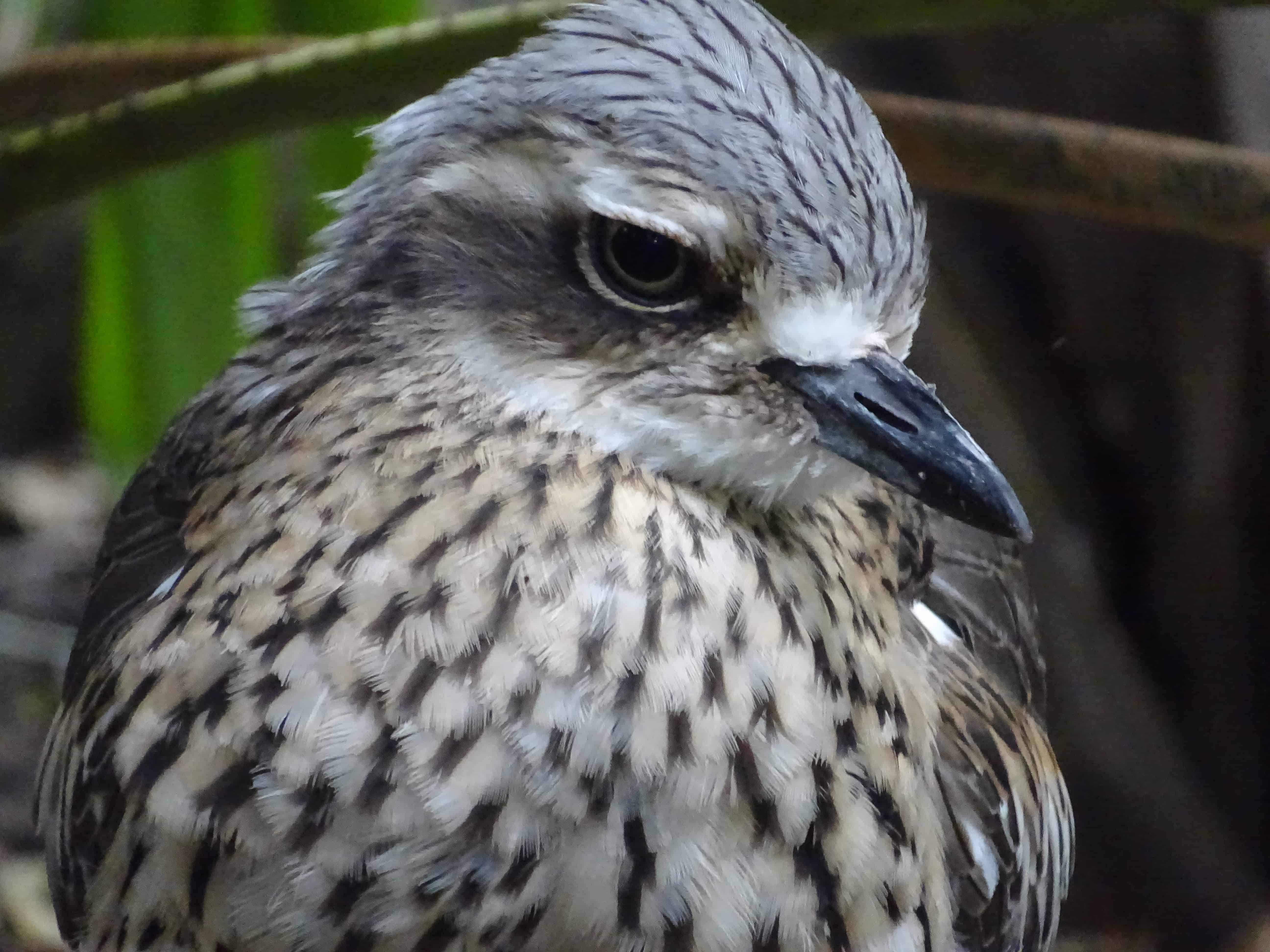 Bush-stone Curlew