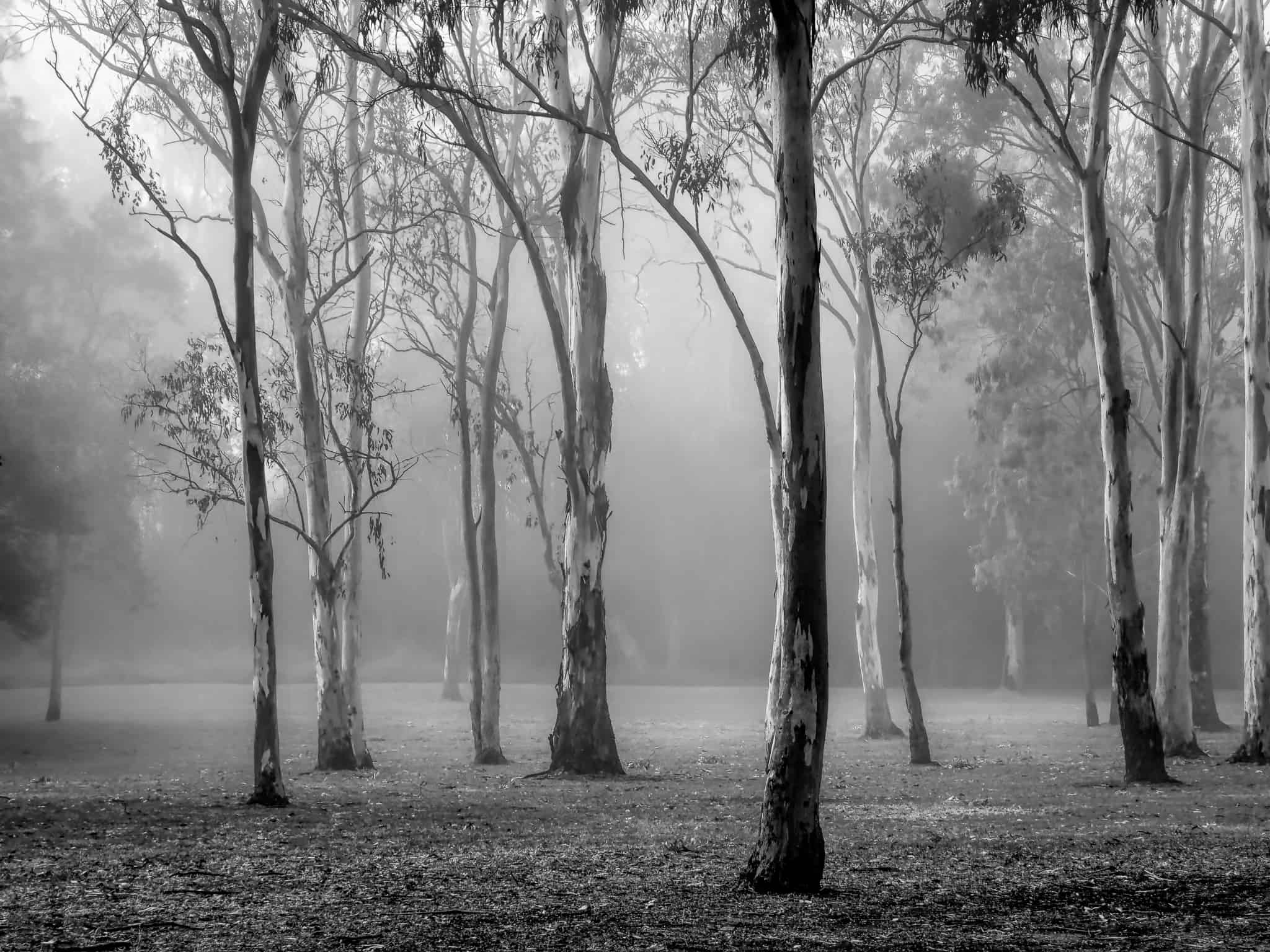 Collingwood Park, Murray Fox Collingwood Park, Murray Fox