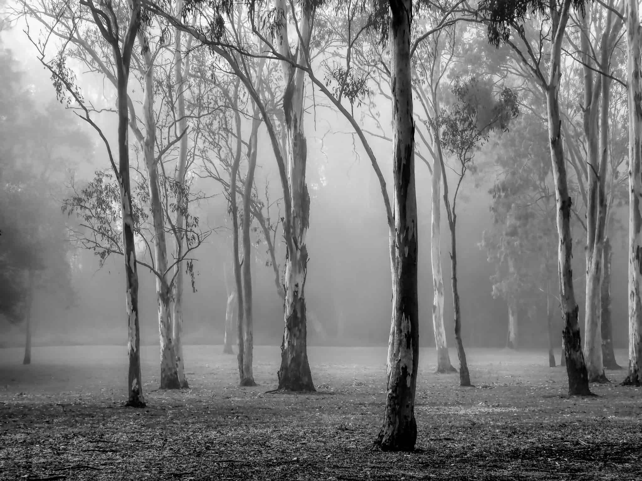 Collingwood Park, Murray Fox