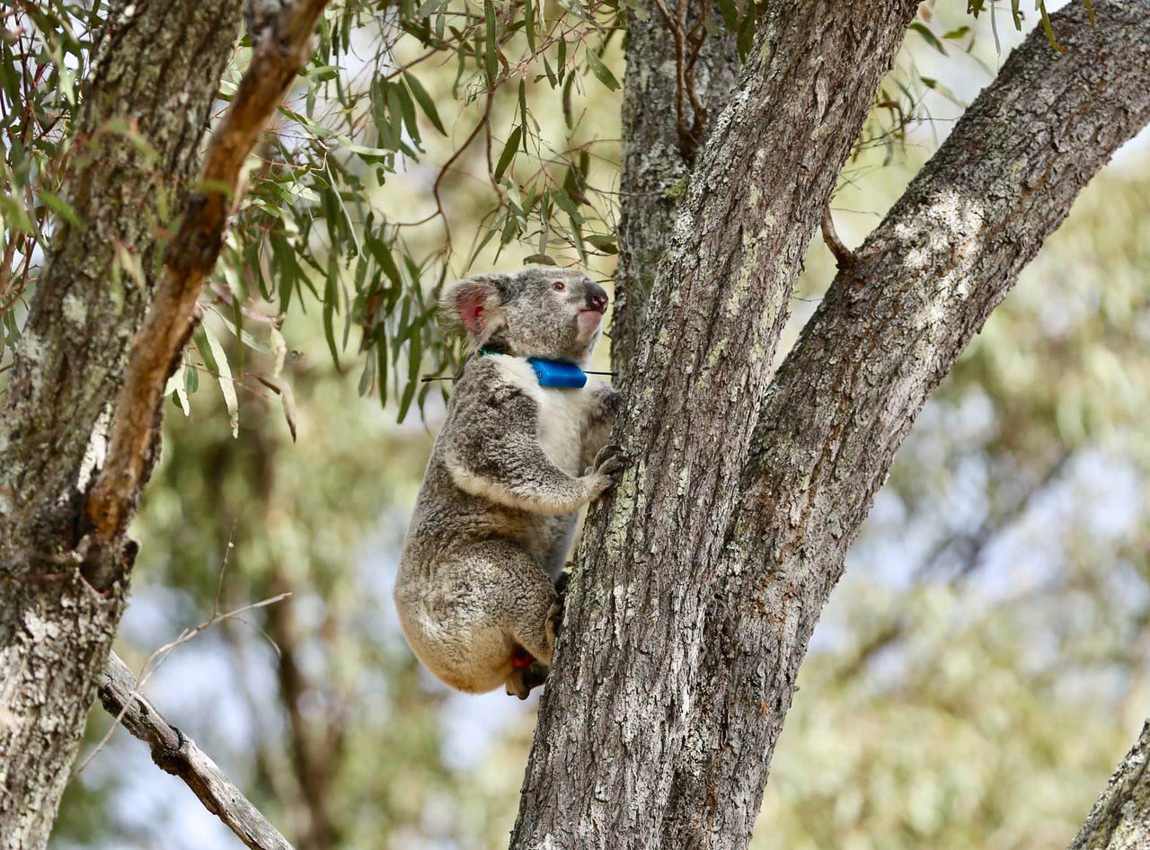 Koala Safari at Spicers Hidden Vale
