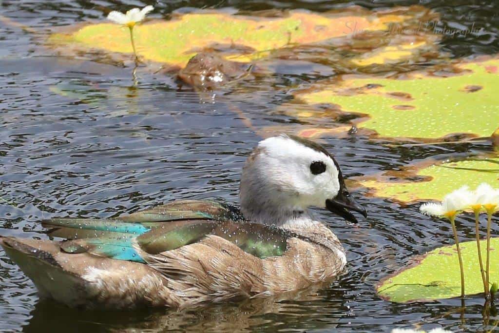 Ipswich birds