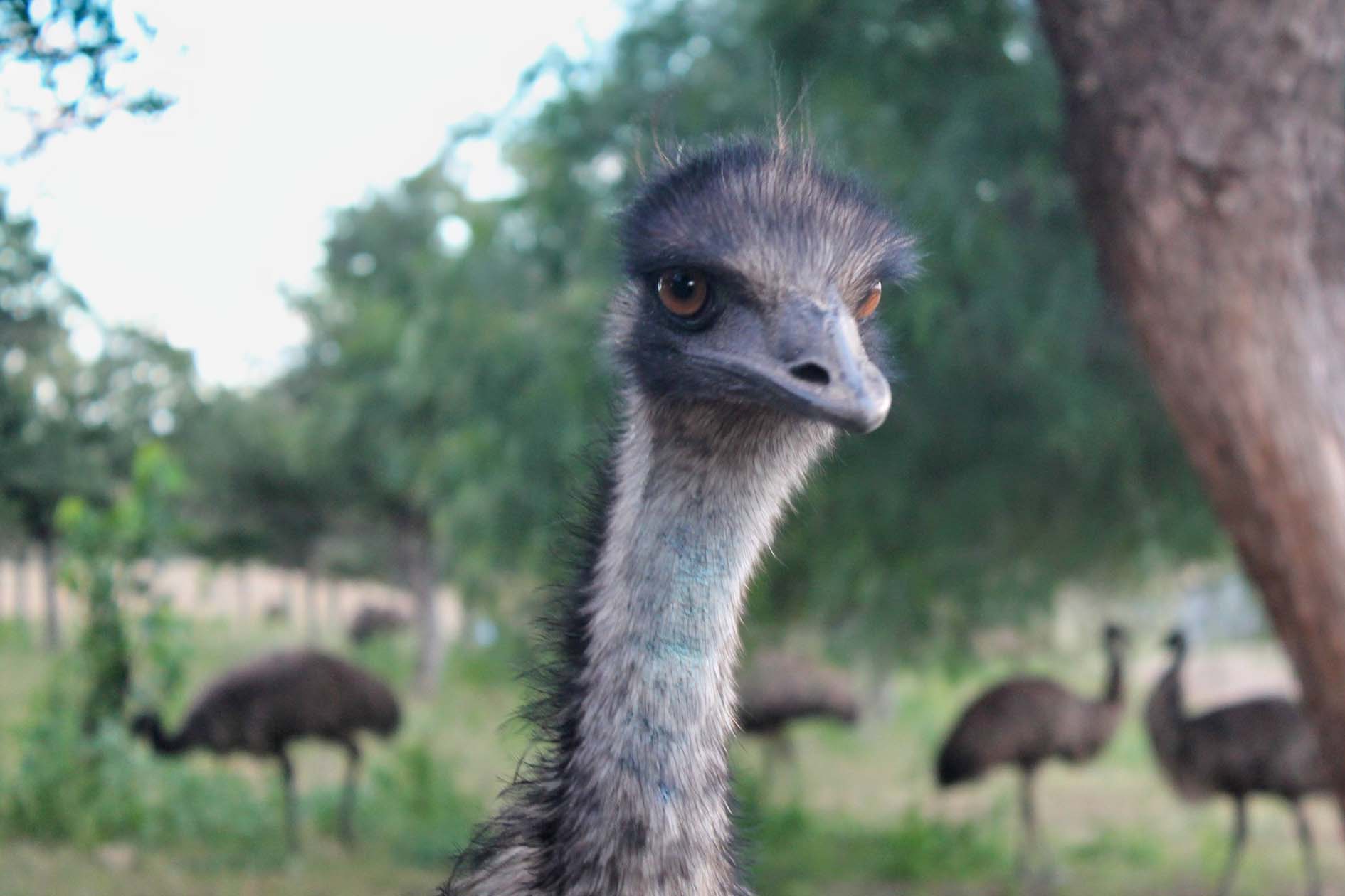 Emu Heaven