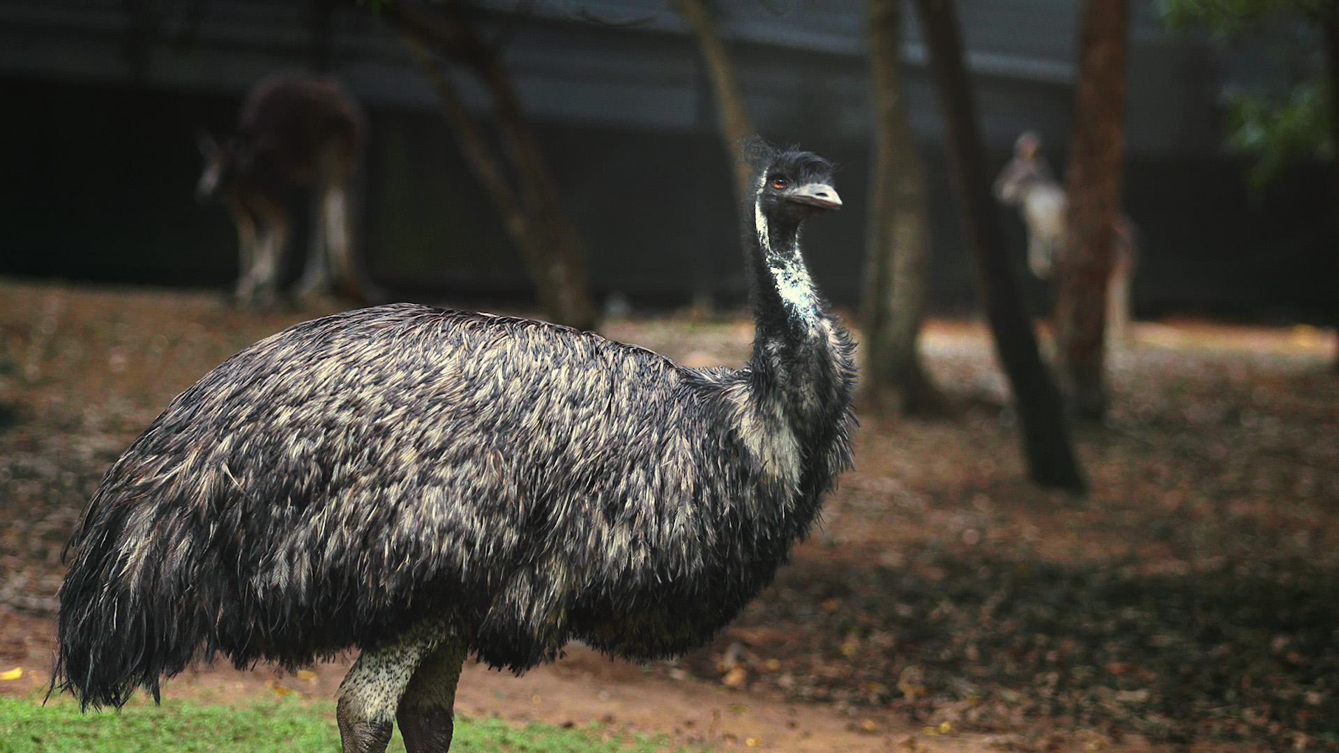 Hemu the emu