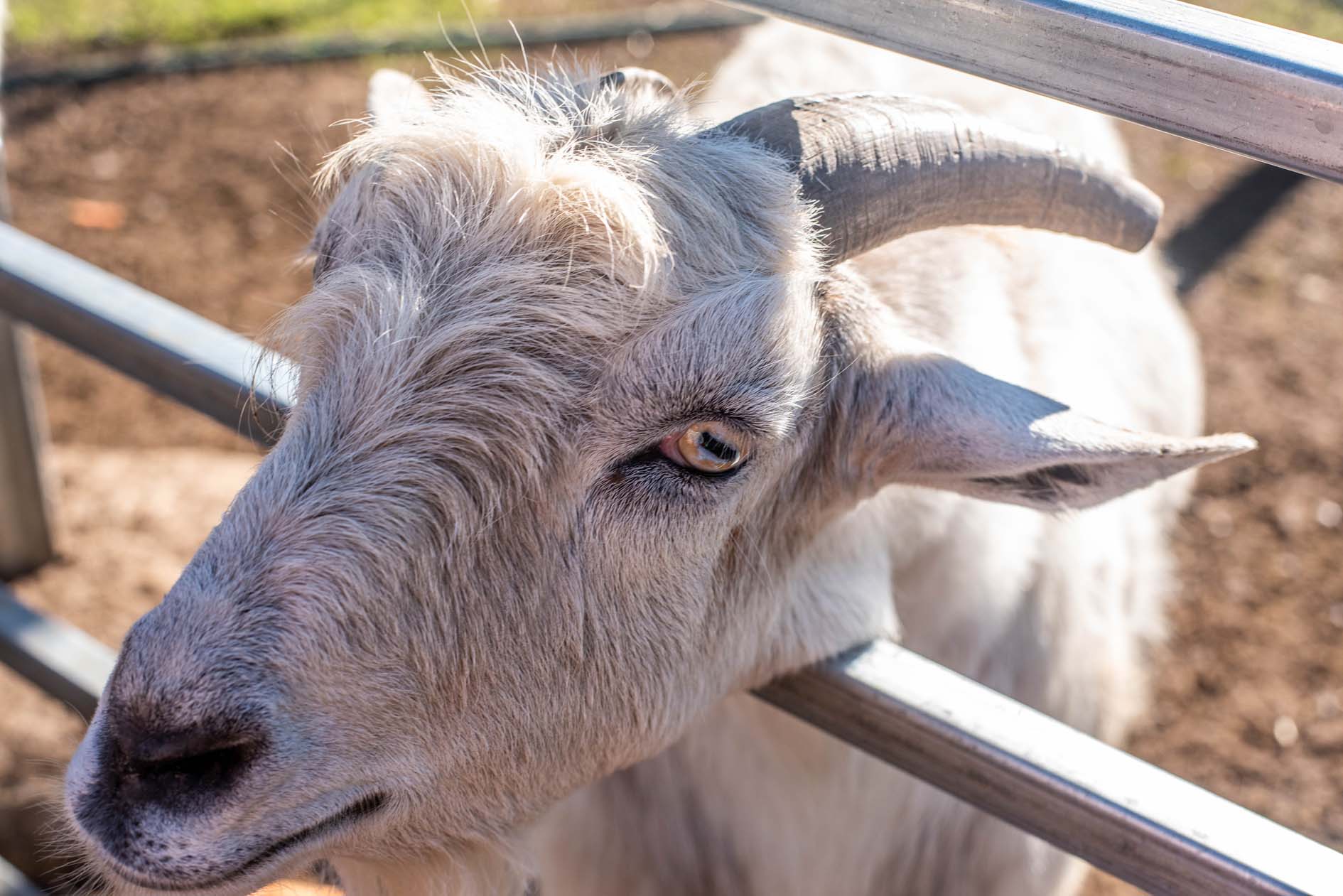 Ewe Nique Hobby Farm goat