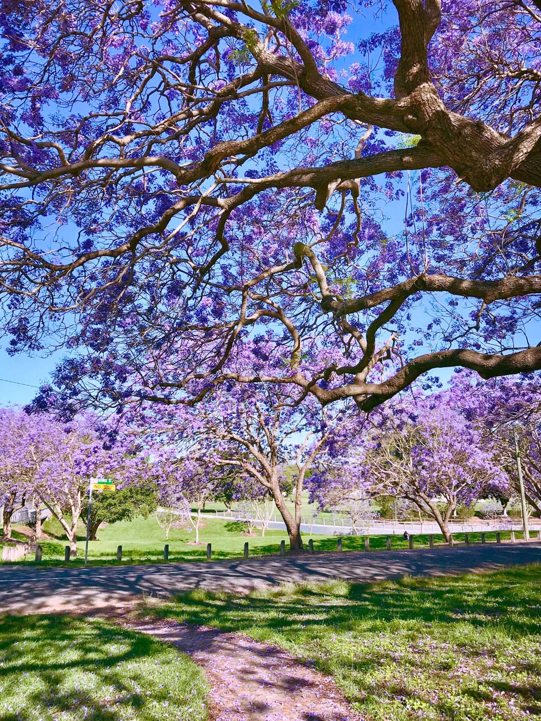 Goodna Jacarandas