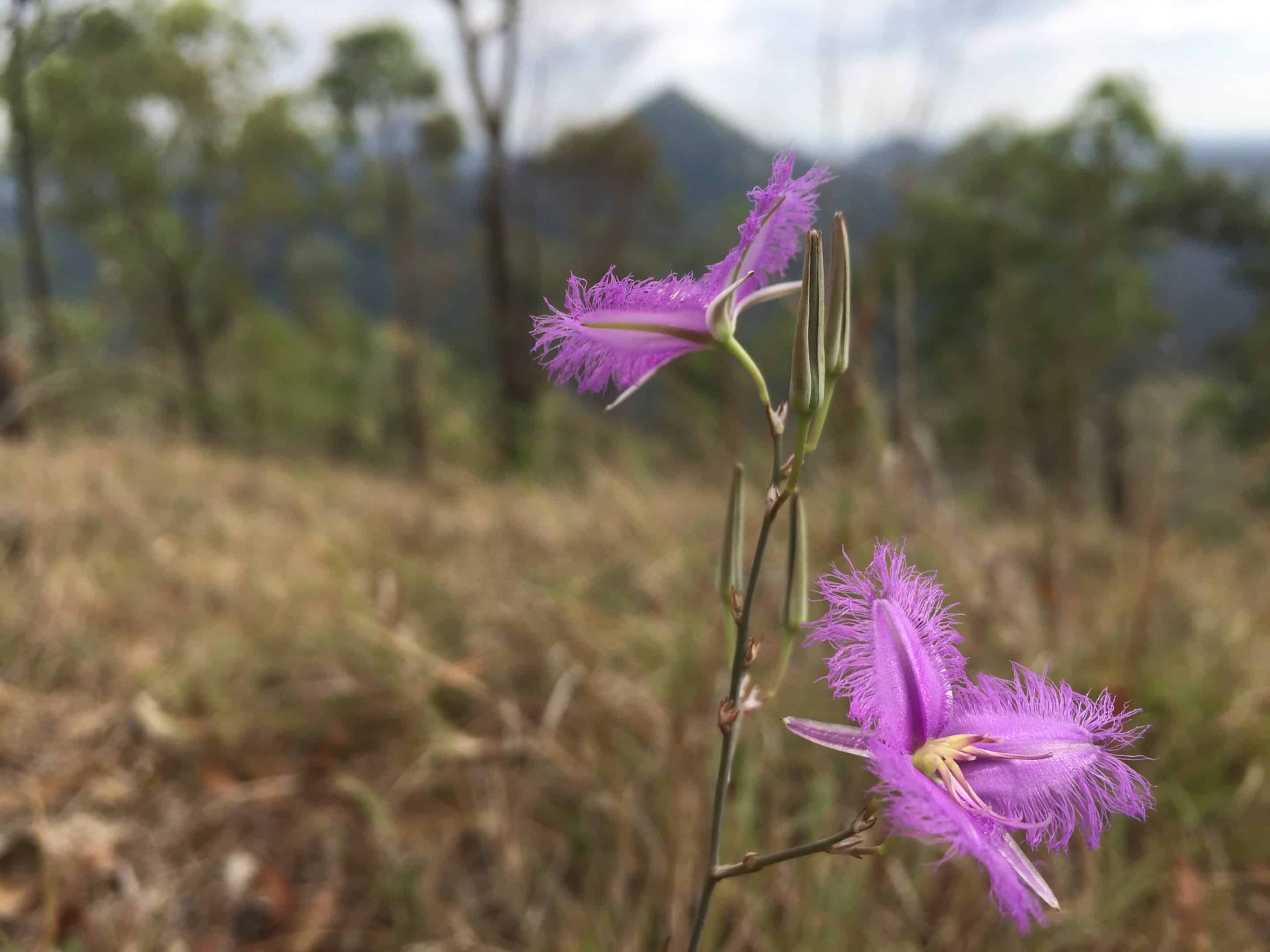 Fringed Lilies on Mt Flinders Hike Fringed Lilies on Mt Flinders Hike