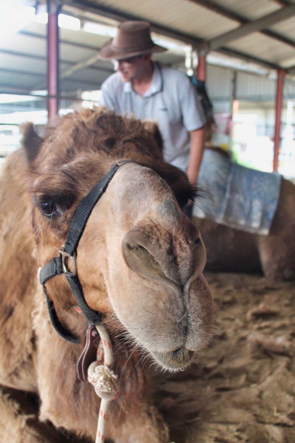 Grooming camels pre-ride