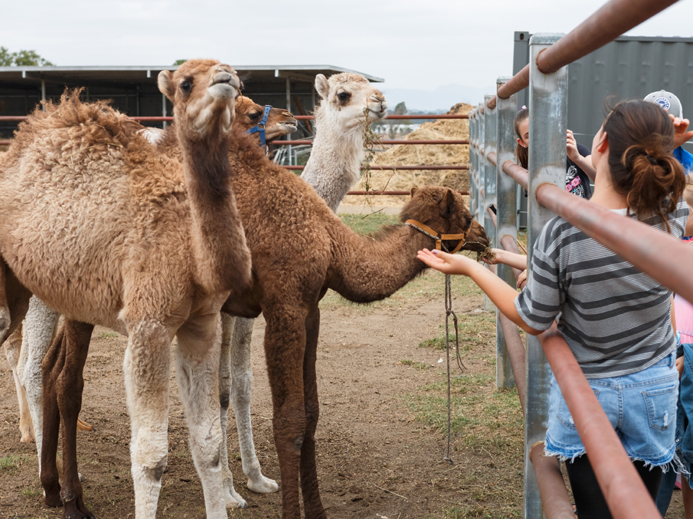 Summer Land Camels | Ipswich