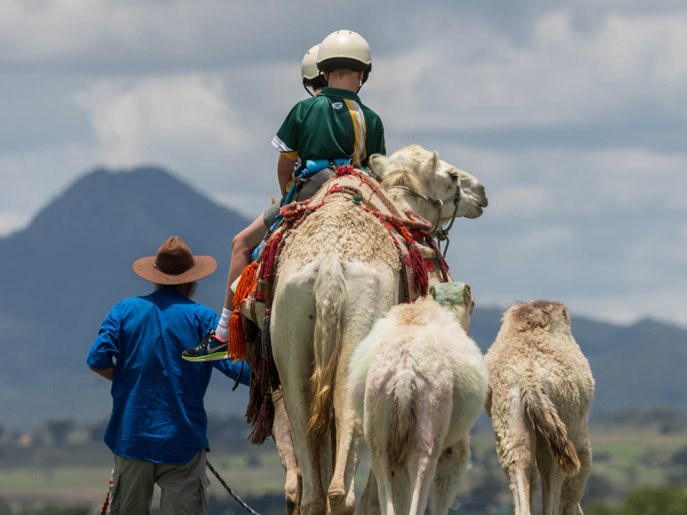 Summer Land Camels | Ipswich Summer Land Camels | Ipswich