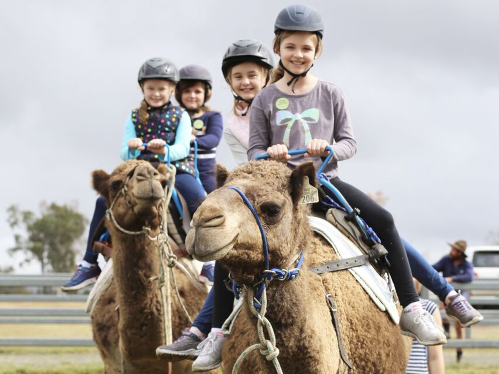 Summer Land Camels | Ipswich