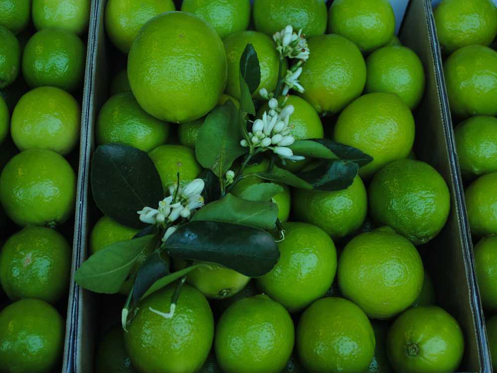 Watercress Creek Olives and Limes | Ipswich