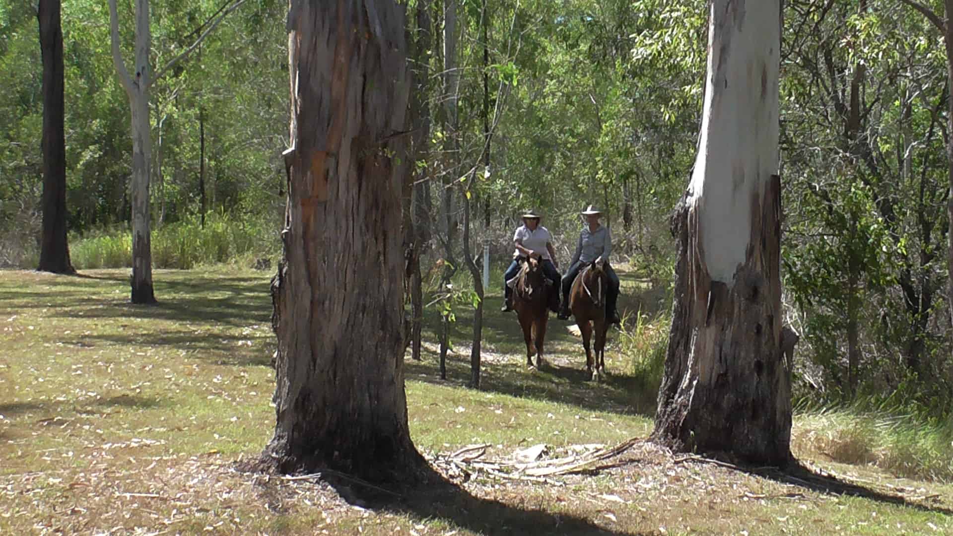 Horse Riding Hardings Paddock Ipswich