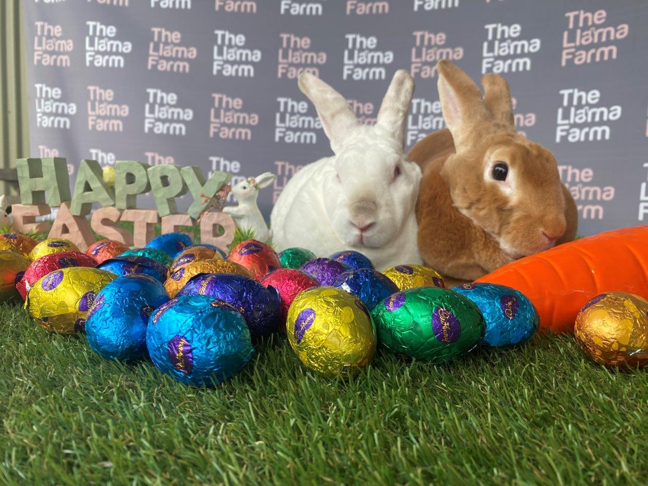 Bunny photos are back at The Llama Farm this Easter