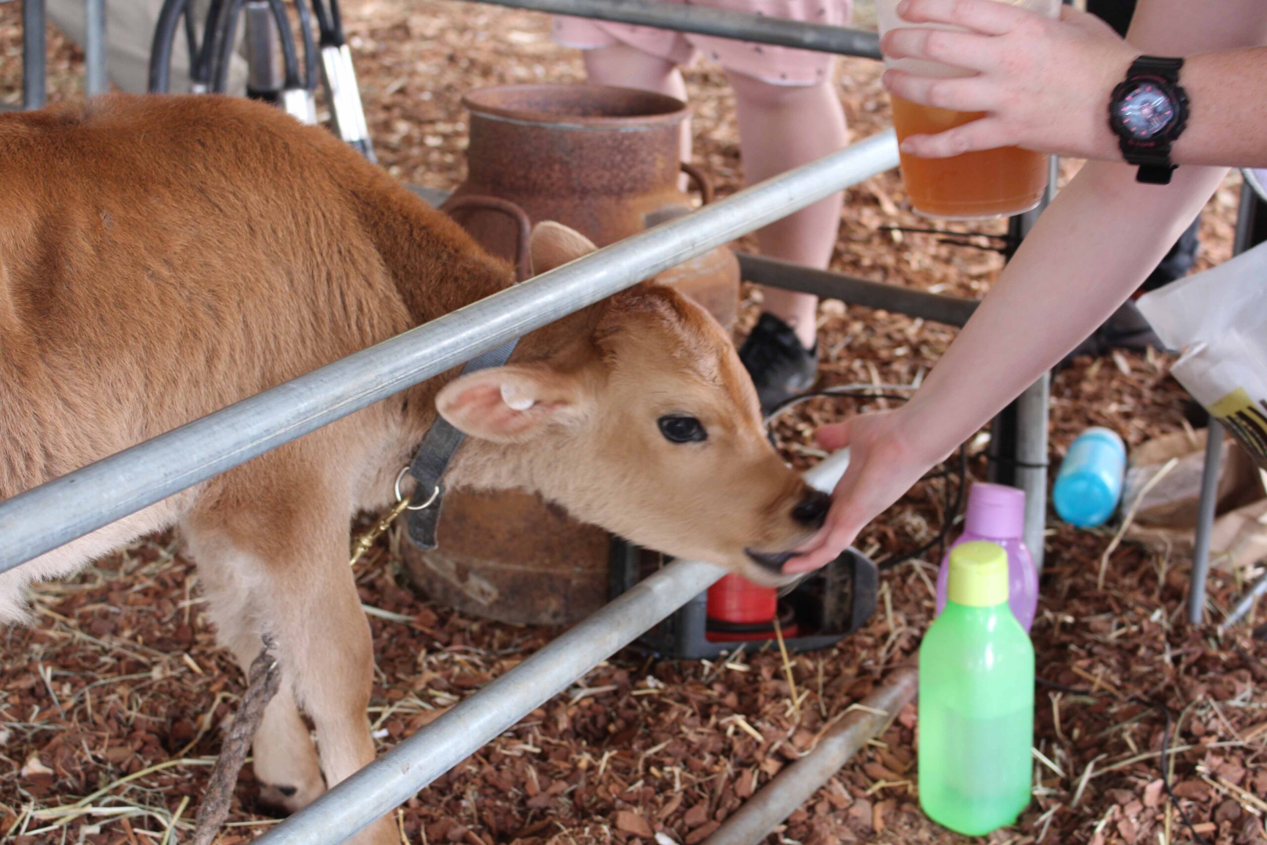 Meet the animals at the Ipswich Show
