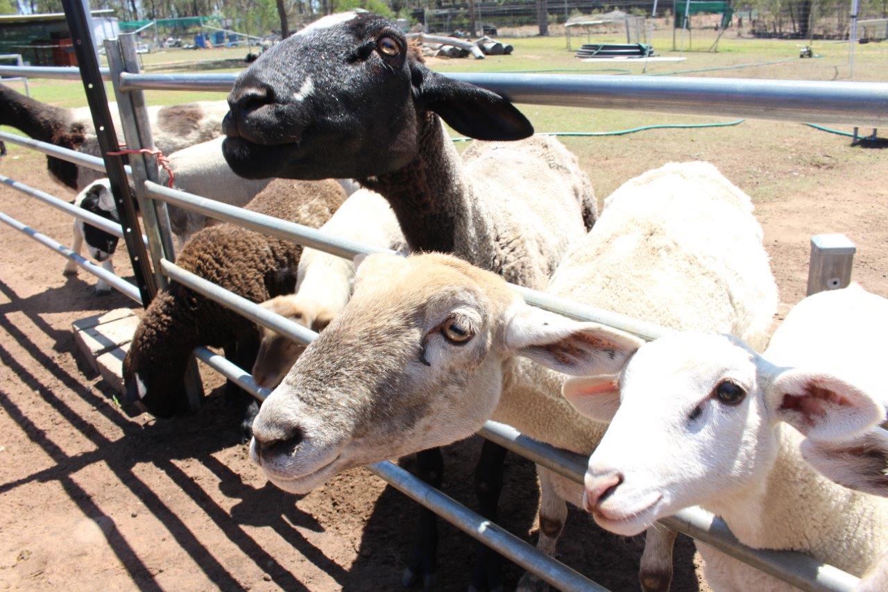 Haigslea Ewe Nique Hobby Farm Haigslea Ewe Nique Hobby Farm