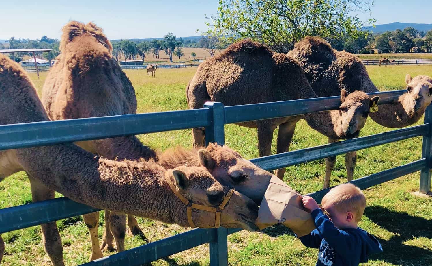 Camel feeding at Summer Land Camel Farm