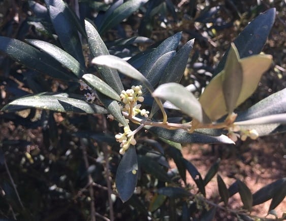 Watercress Creek Olives and Limes