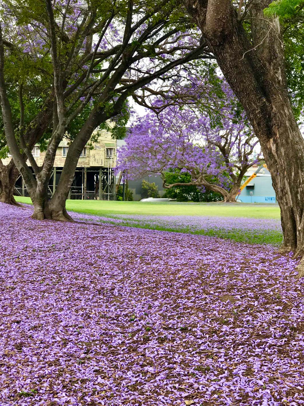 Jacarandas in Ipswich