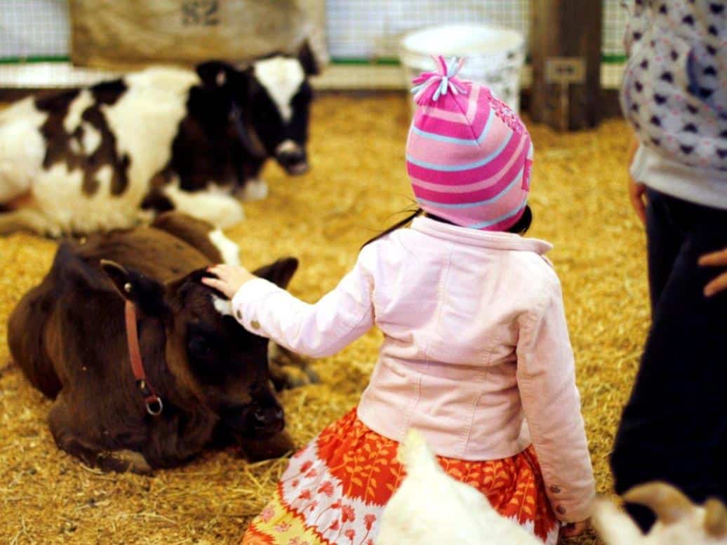 Ipswich Show 2016 Ipswich Show 2016