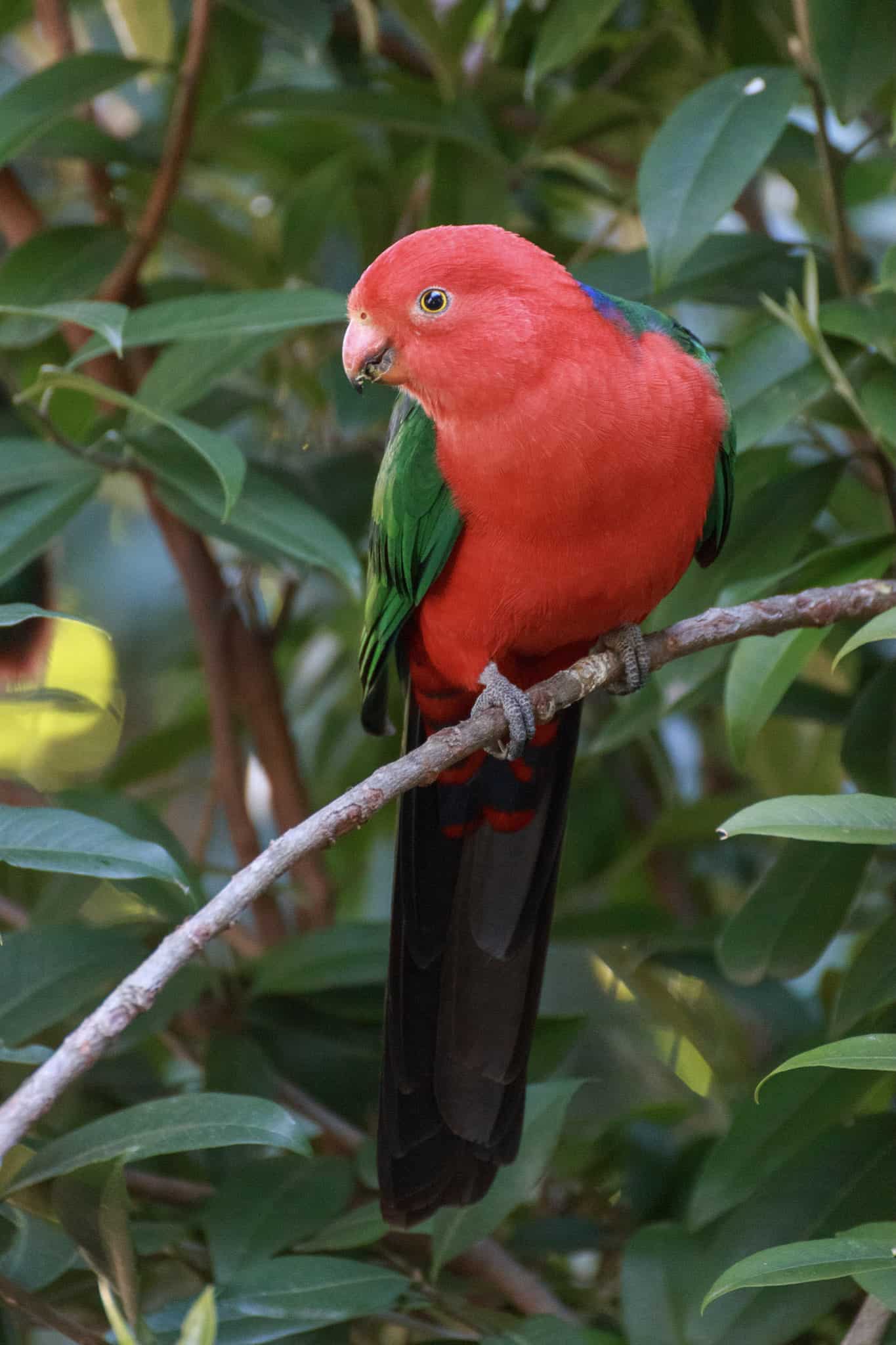 King Parrot at Queens Park Nature Centre – Michael Gibbs