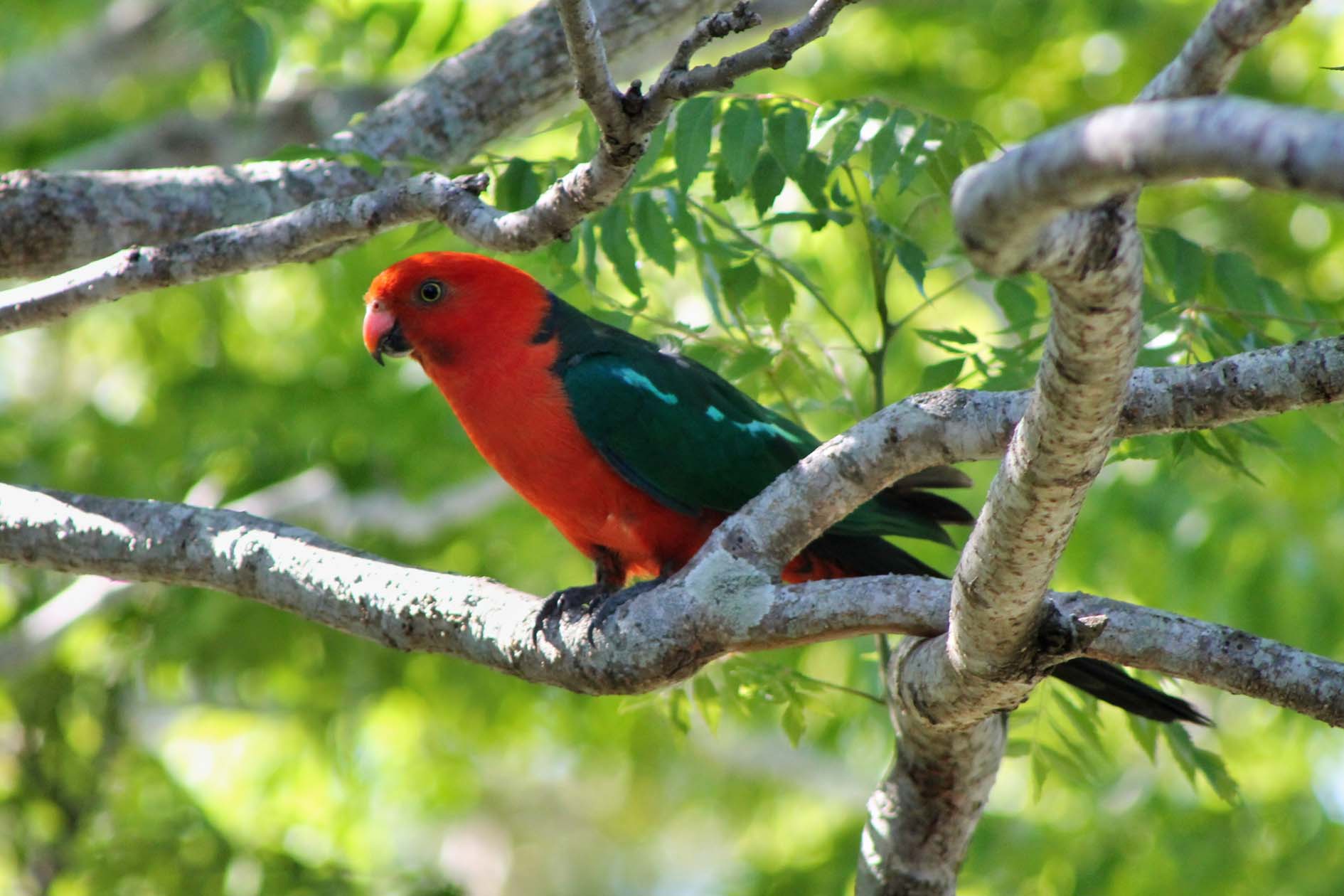 King parrot Image by Denise Cullen