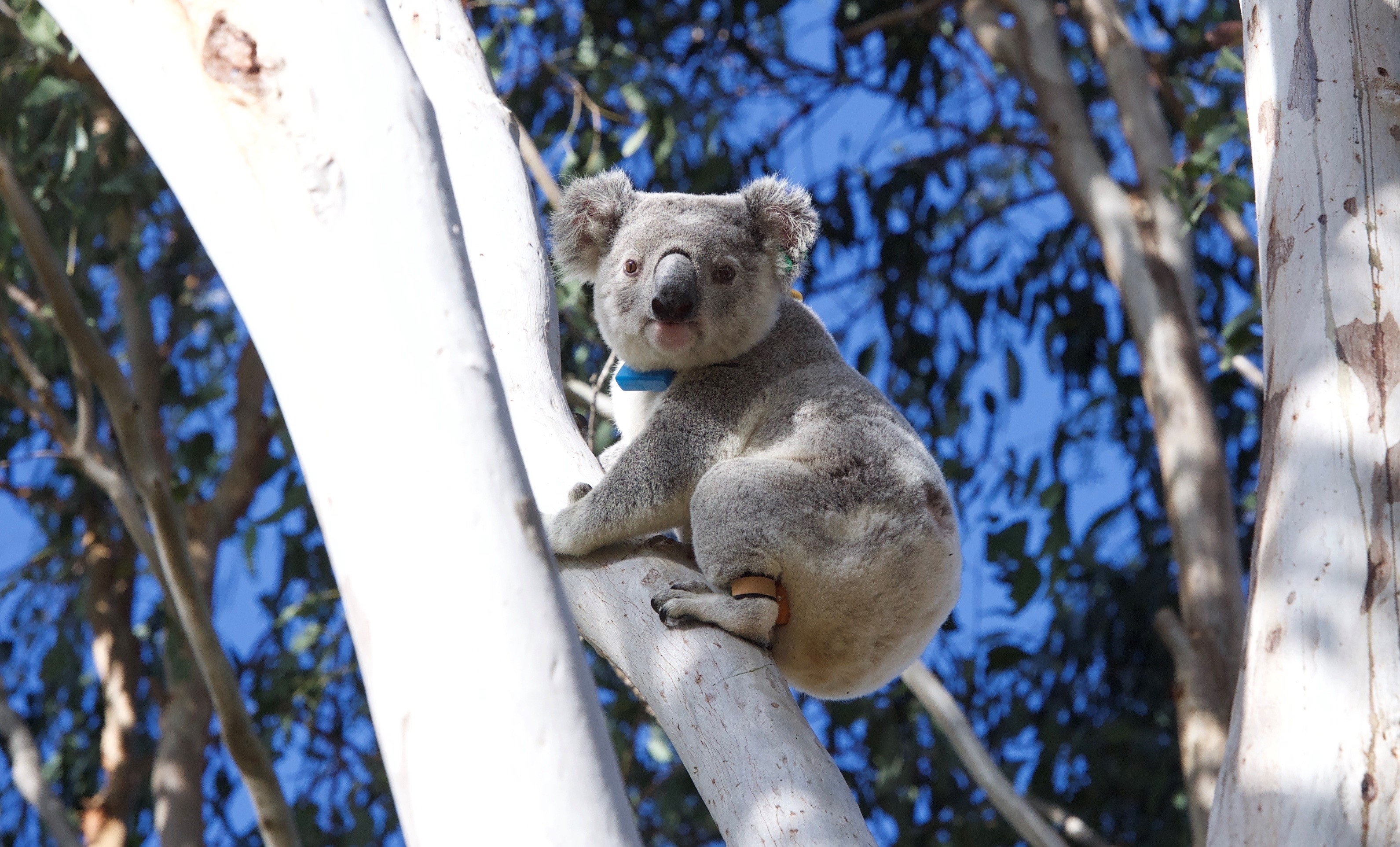 Koala at Spicers Hidden Vale