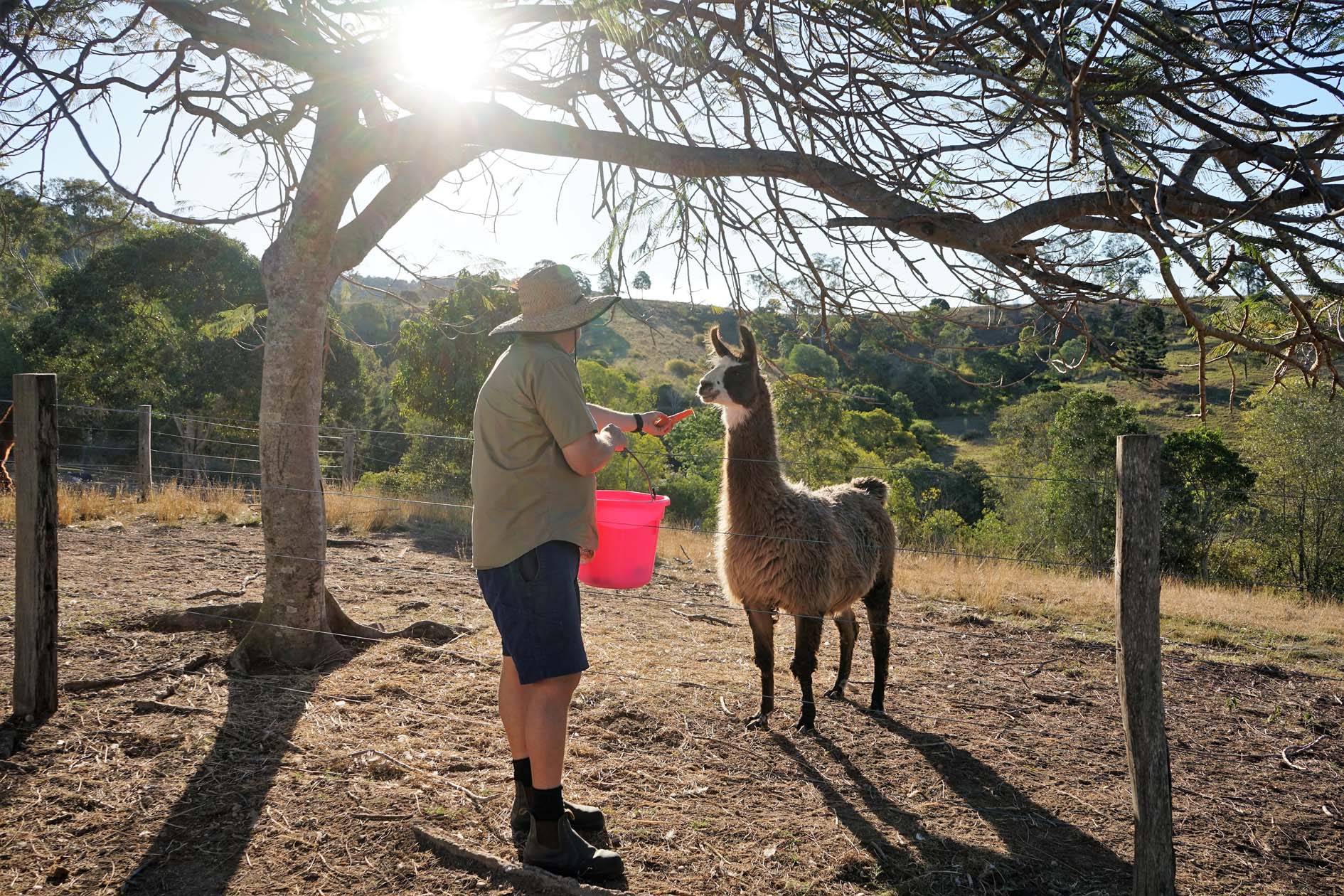Shane Hancock feeds on the Llamas at the Llama Farm Shane Hancock feeds on the Llamas at the Llama Farm