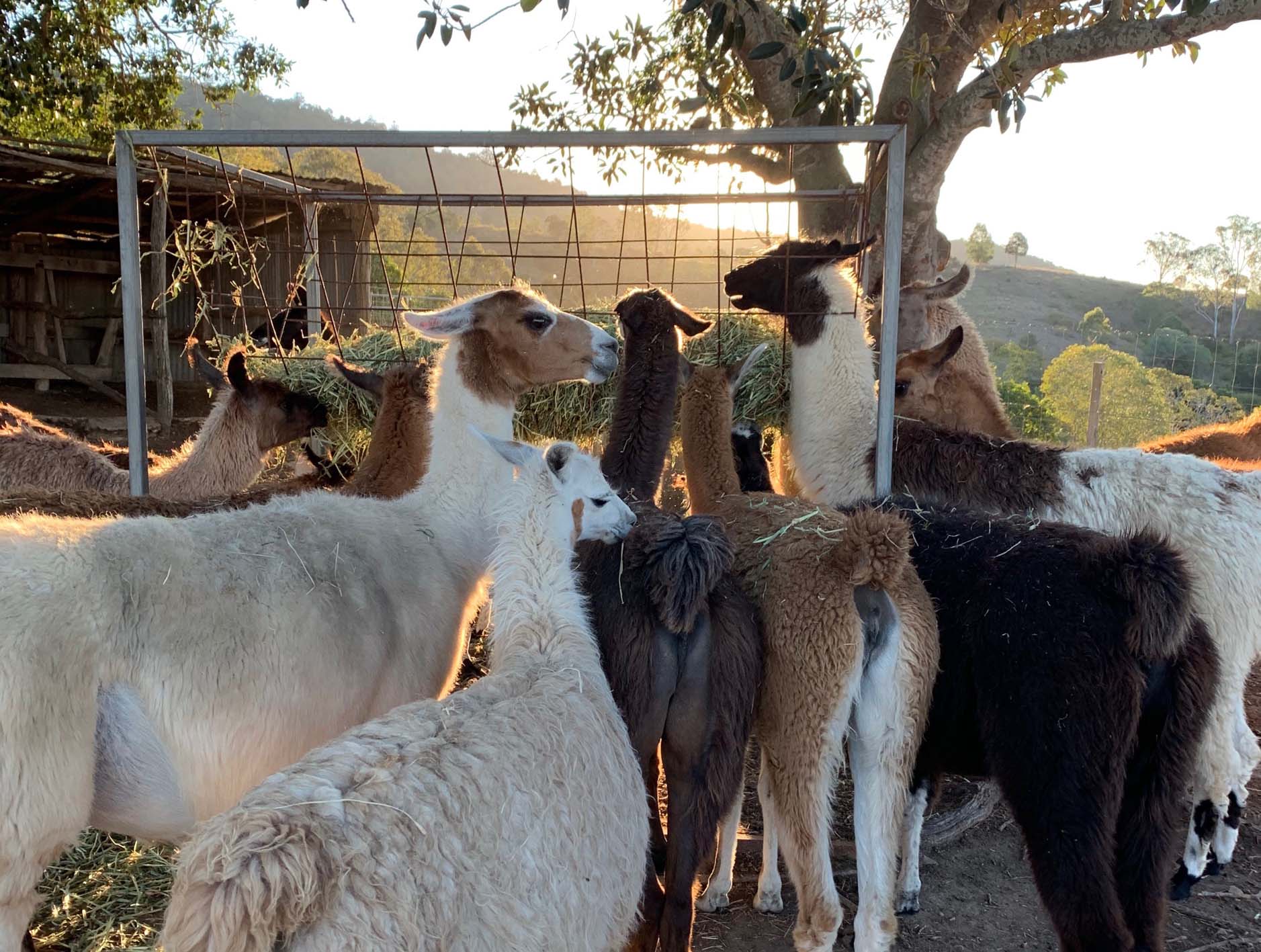 Dinner time at the Llama Farm Dinner time at the Llama Farm