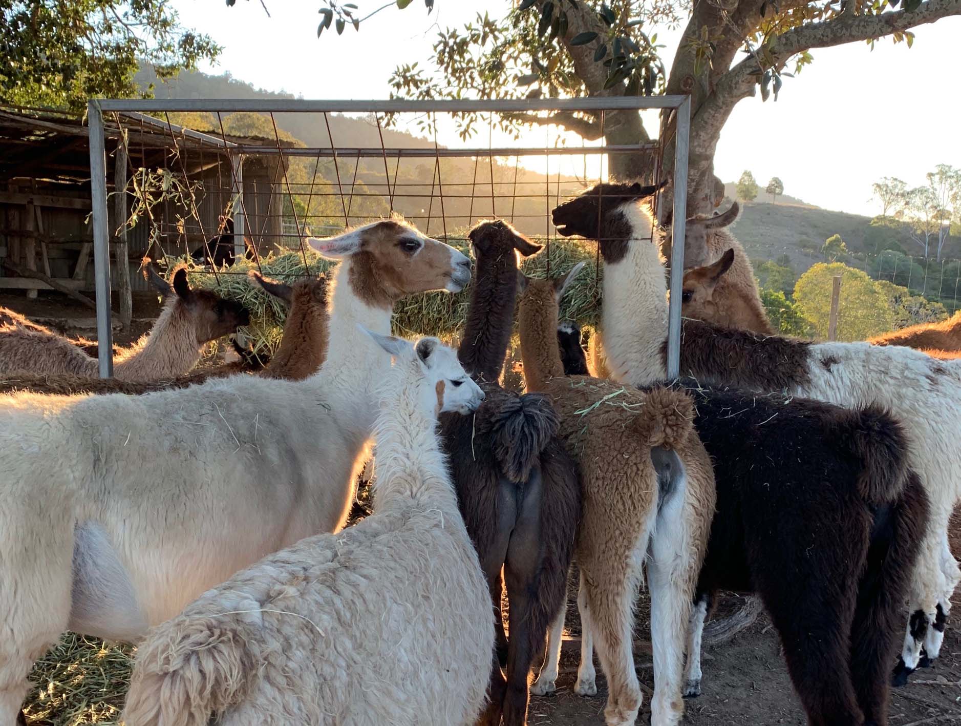 Dinner time at the Llama Farm