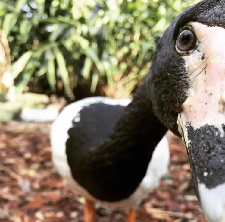 Lucky – Magpie goose
