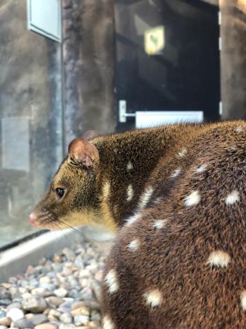 Luna – Spotted tailed Quoll