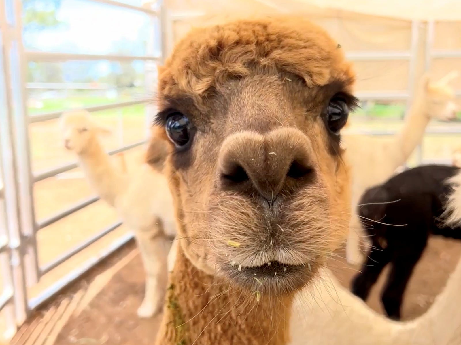 Mysteria Alpacas Mysteria Alpacas