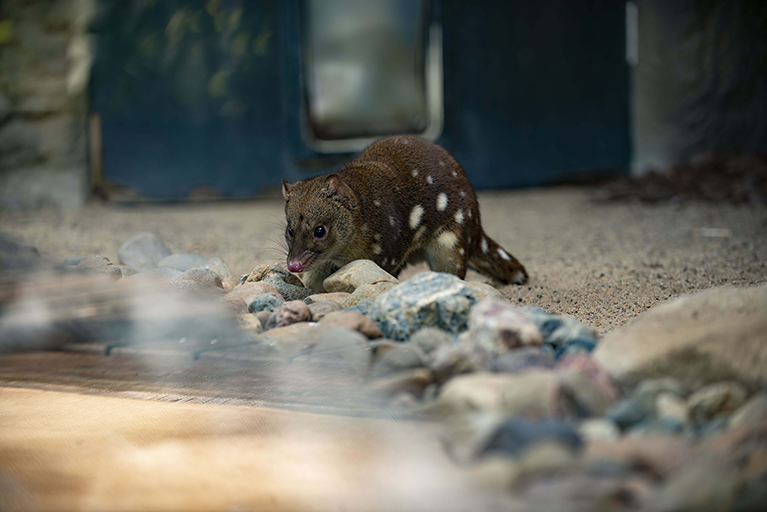 Nature Centre, Spotted Tailed Quoll, Photo: Greg Harm – Tangible Media Nature Centre, Spotted Tailed Quoll, Photo: Greg Harm – Tangible Media