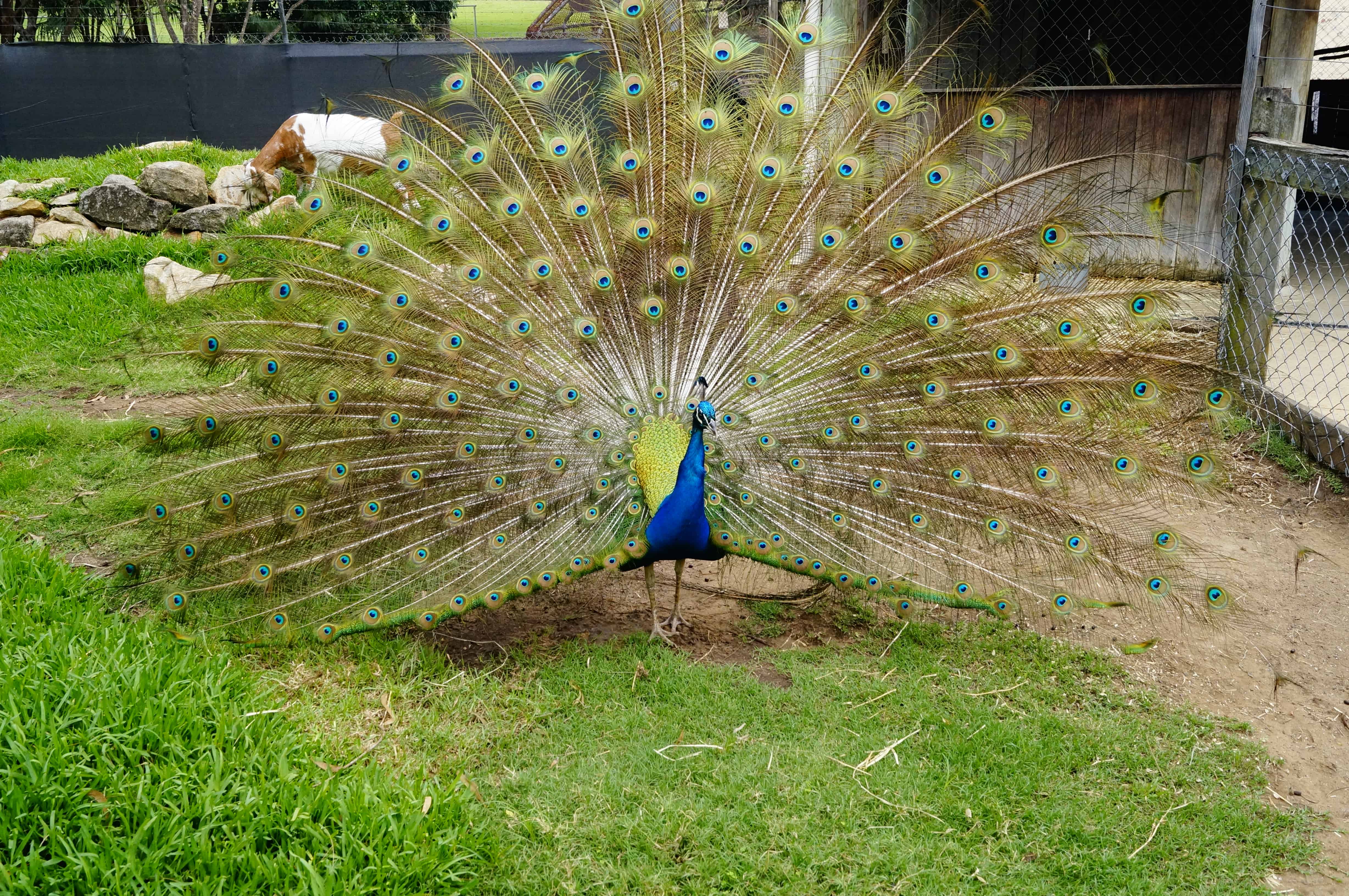 Ipswich Nature Centre peacock