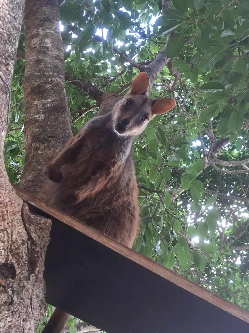 Rocky in tree