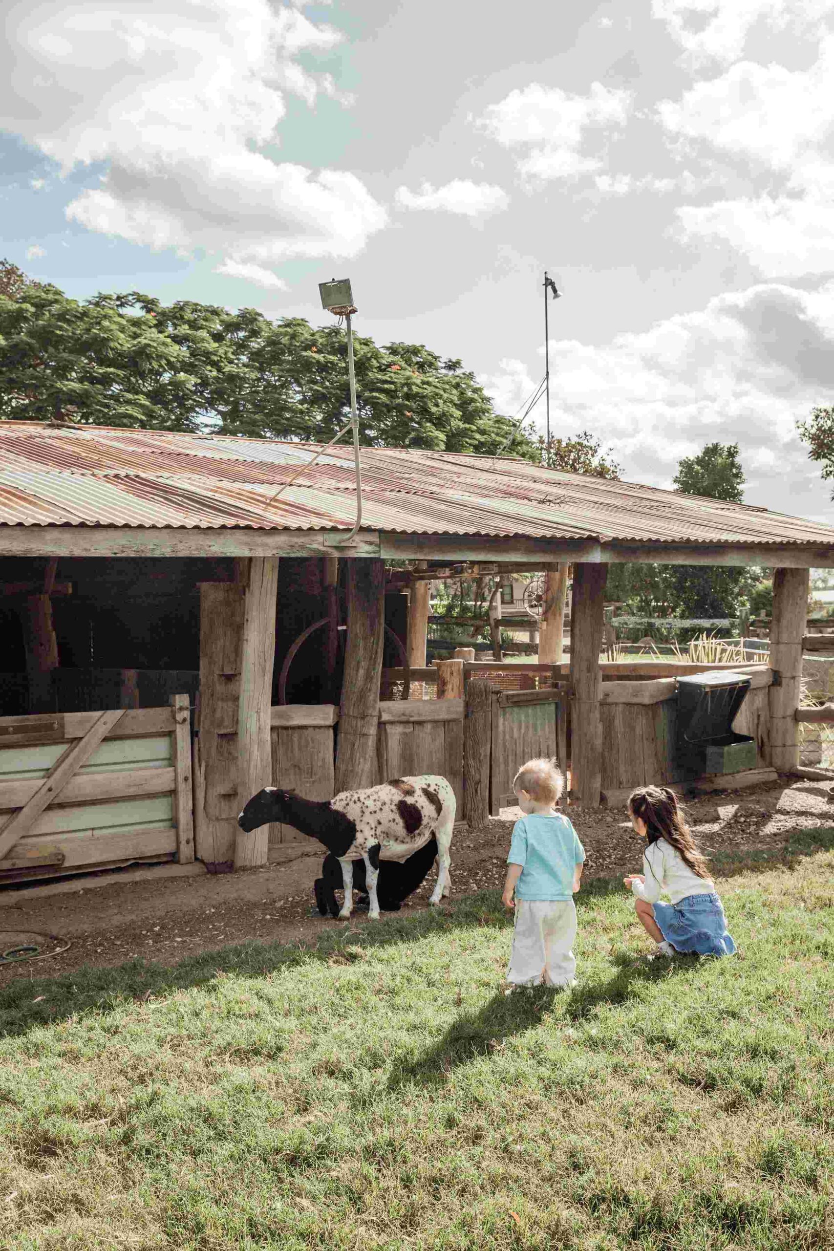 Animals at Spicers Hidden Vale