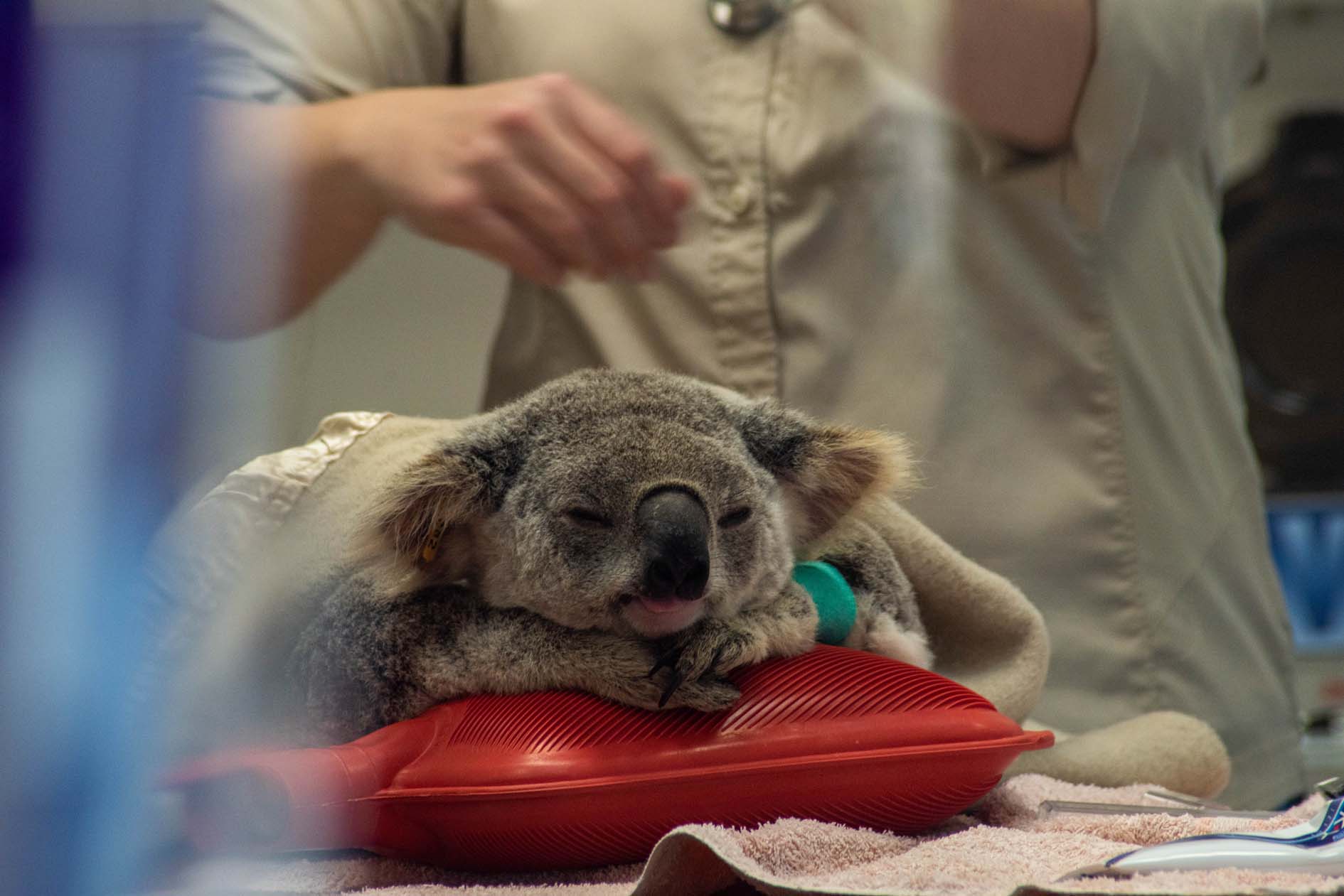 Koalas being looked after at the HIdden Vale Wildlife Centre