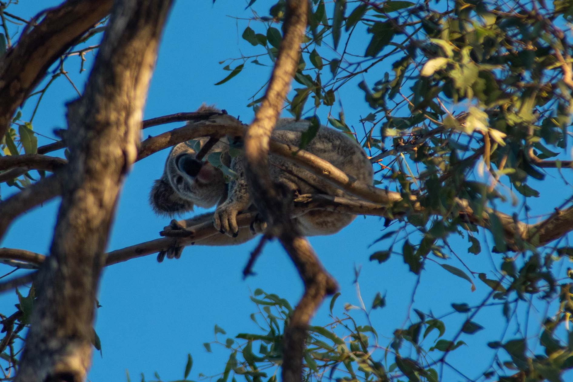 A koala in the trees spotted on a Koala Safari