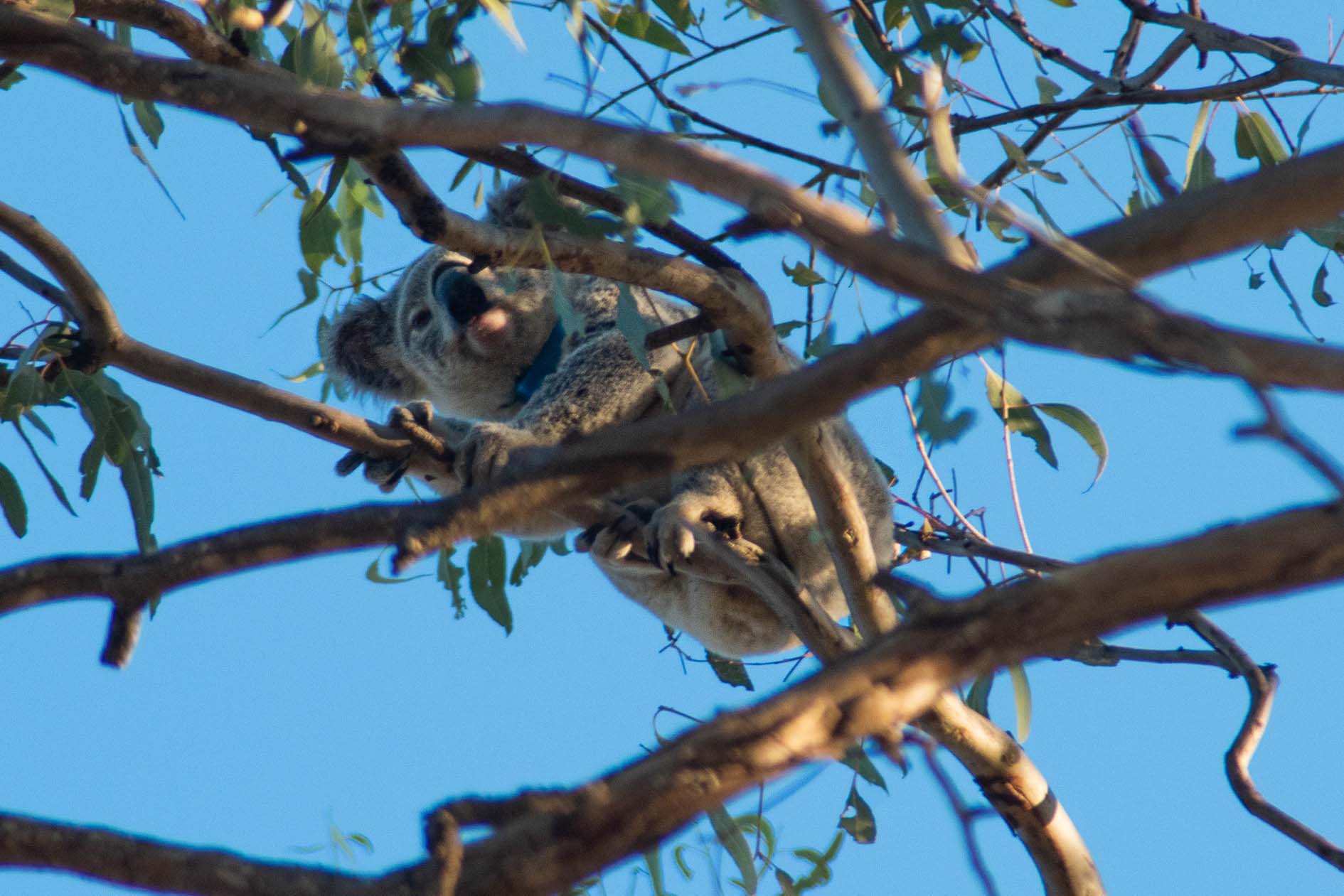 A koala in the trees spotted on a Koala Safari