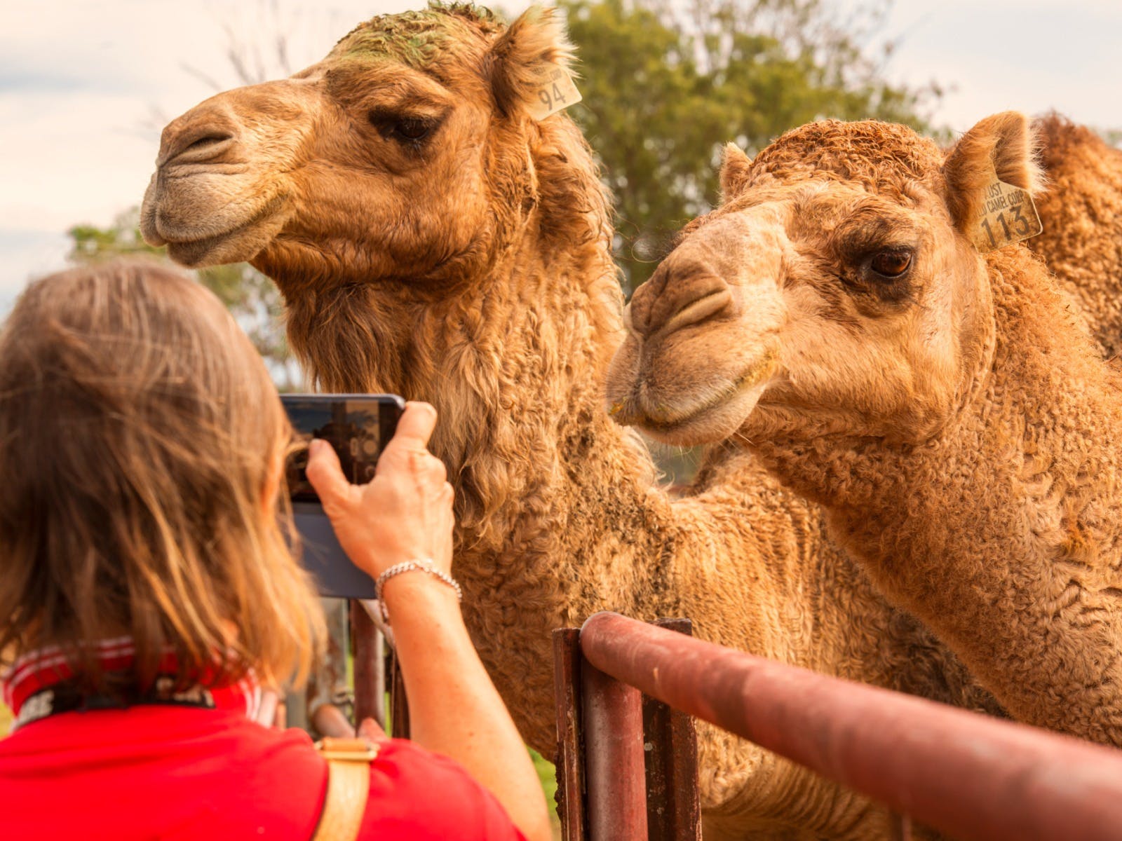 Woman taking a photo of two camels. Woman taking a photo of two camels.